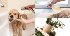 Dog Home Remedies