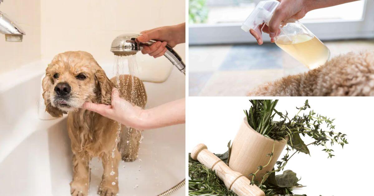 Dog Home Remedies