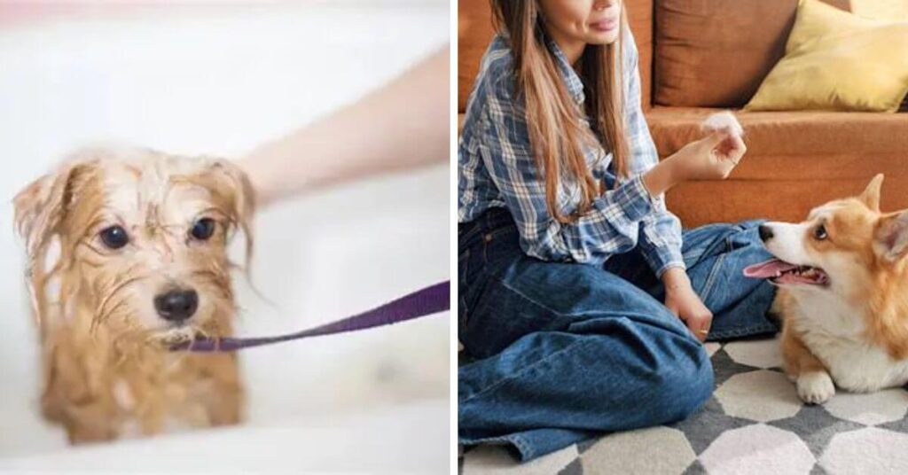 home remedies for dogs