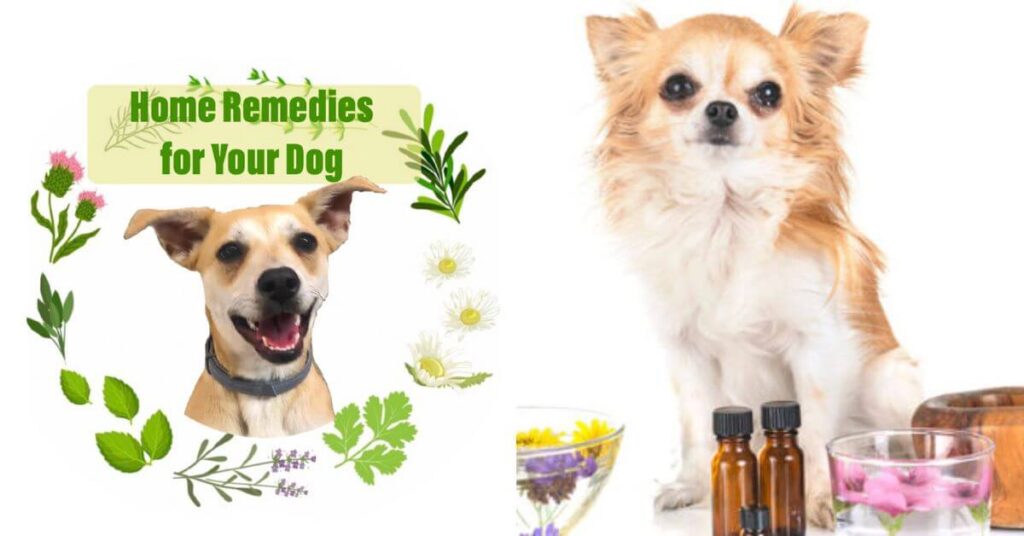 natural dog remedies